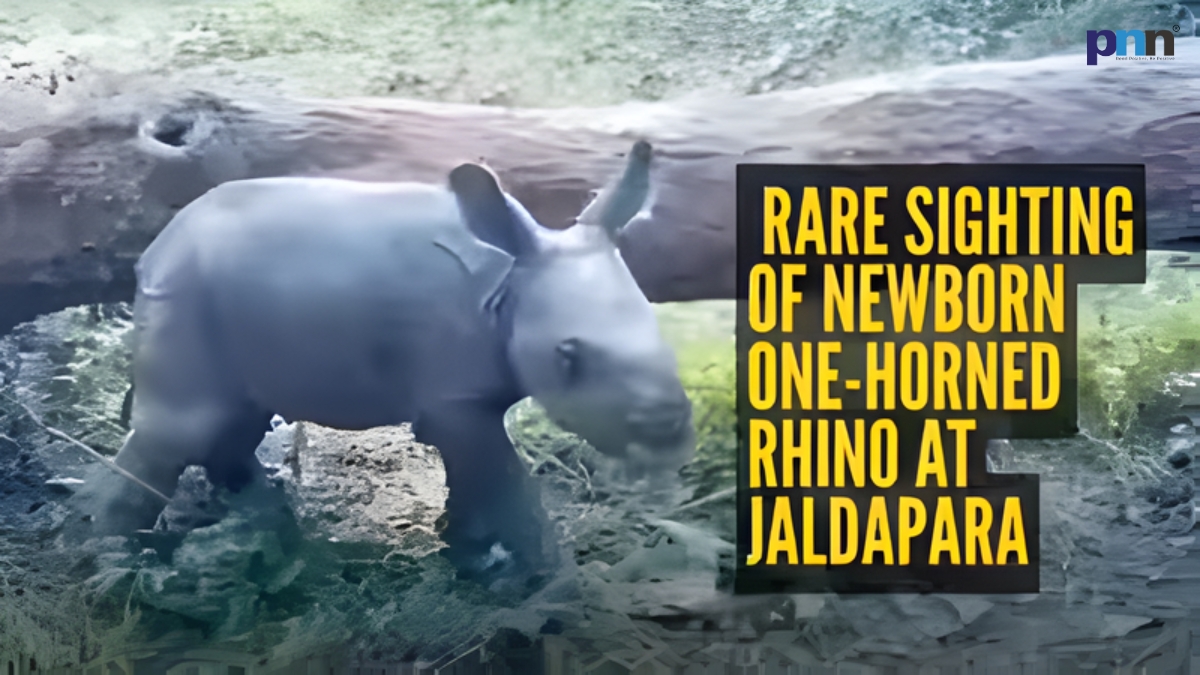Jaldapara Rhino Calf 2026: Heartwarming Symbol of Wildlife Revival